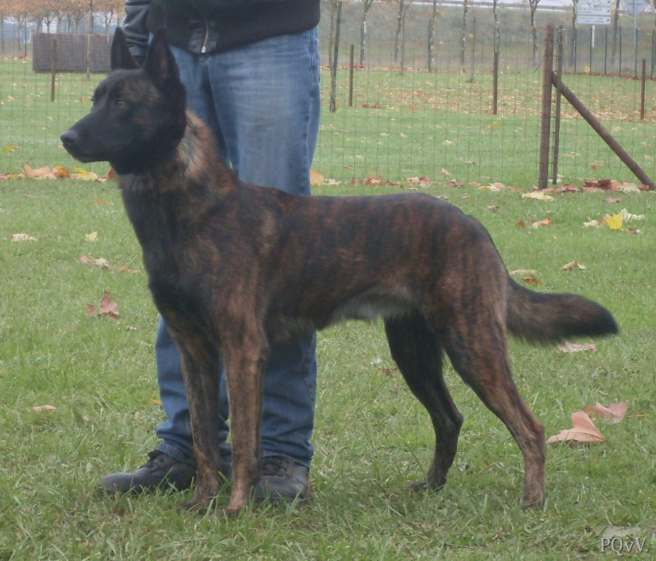  Eiko des Fonds de Gueule